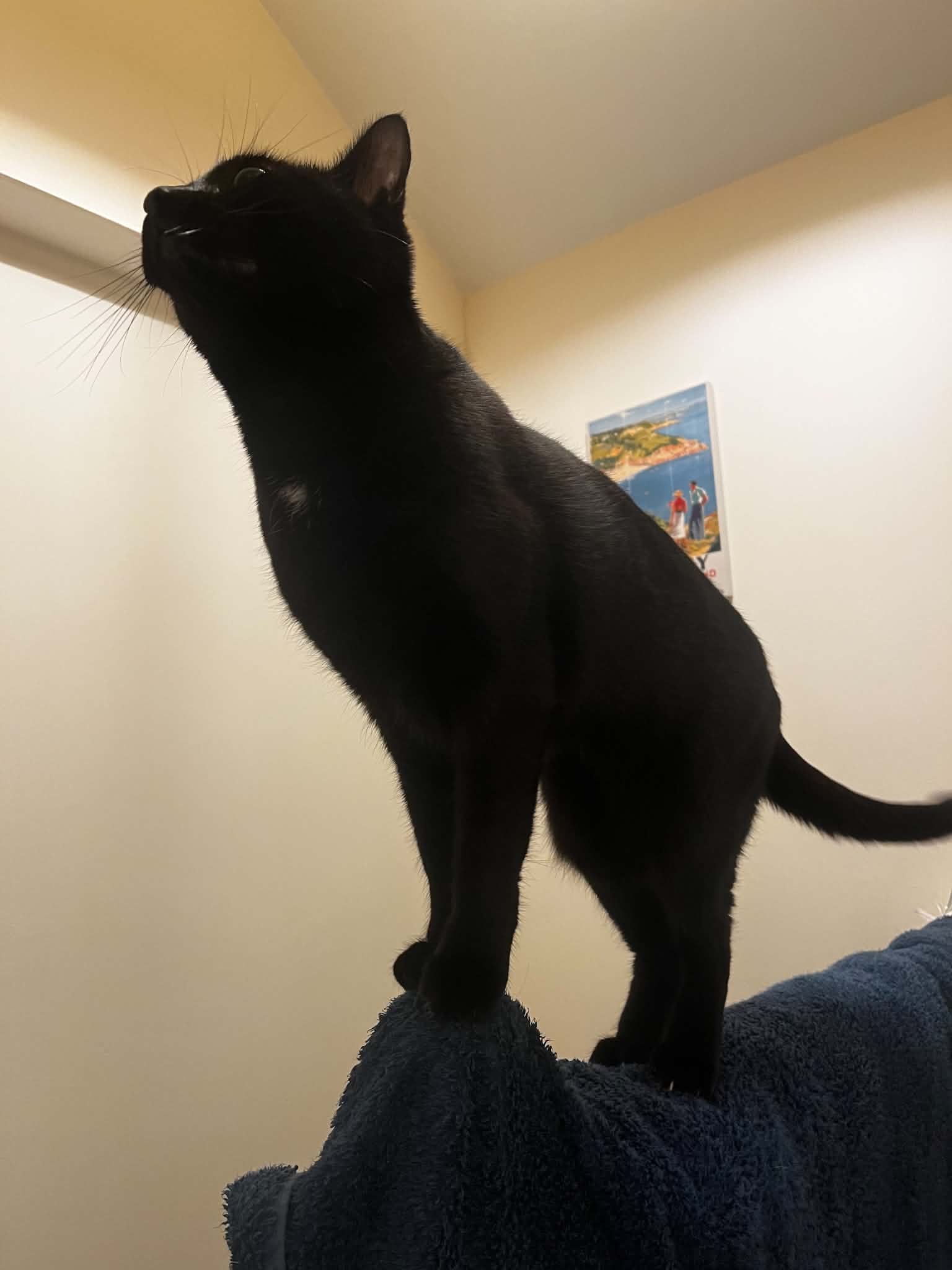 Goldfish, a mostly black cat, standing on a blanket and looking upwards
